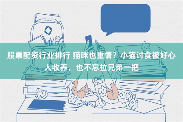 股票配资行业排行 猫咪也重情？小猫讨食被好心人收养，也不忘拉兄弟一把